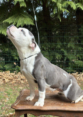 Étalon Staffordshire Bull Terrier - Tracy du Pirasset