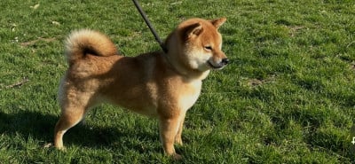 Étalon Shiba - T ' Kobayashi - go du Clos des Chtis