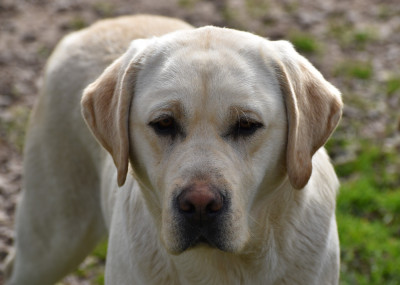 Étalon Labrador Retriever - Victoria Du Moulin Sault
