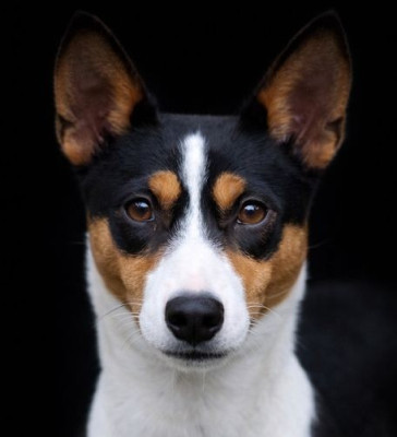 Étalon Basenji - harmony kama Kali