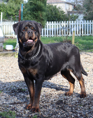 Étalon Rottweiler - Taiga de la licorne noire