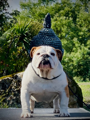 Étalon Bulldog Anglais - Krysbull Vandalia dorwood