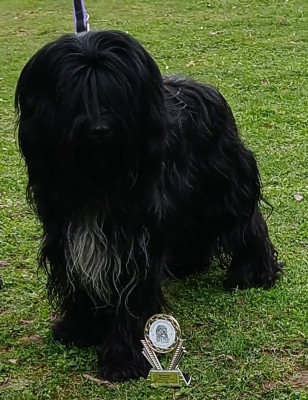 Étalon Schapendoes - Vayla magic Du bois des nonnes