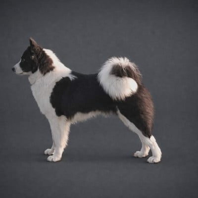 Étalon Laika de iakoutie - CH. Polar Souls Visit gosth with bakujira