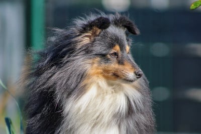 Étalon Shetland Sheepdog - Somebody to love Of Vanook's Garden
