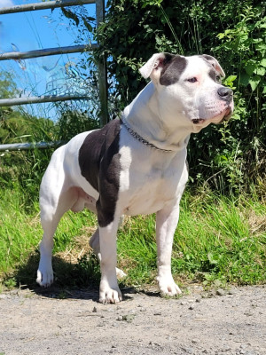 Étalon American Staffordshire Terrier - T'klint des terres de flyka