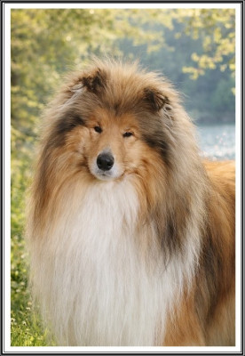 Étalon Colley à poil long - Un grand secret du bois des amazones