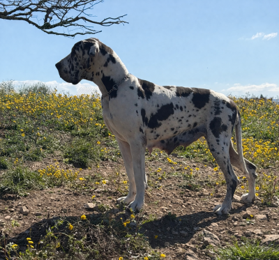 Étalon Dogue allemand - Tuesday Of Speedway To Heaven