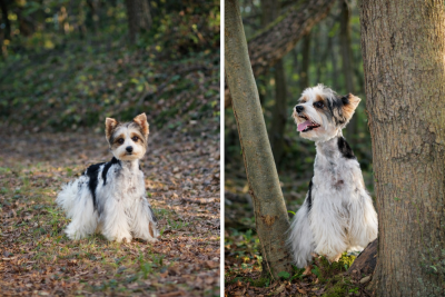 Maggi brilliantovie kroshki