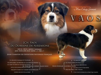 Étalon Berger Australien - Vaos Du Domaine De Nirémione