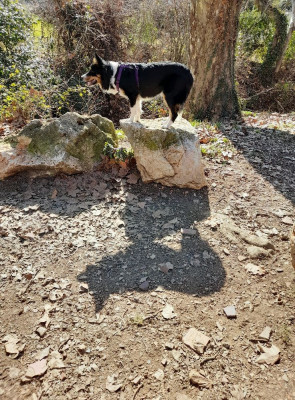 Étalon Border Collie - Thunder-red Du Grand Buech