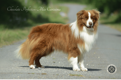 Étalon Border Collie - Chocolate perfection mia carissima
