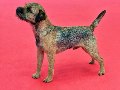 Étalon Border Terrier - CH. Aiga Viva Ugolin soubeyran