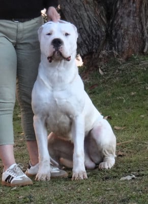 Étalon Dogo Argentino - Vaillant des sphinx du clair de lune