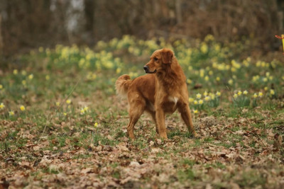 Étalon Golden Retriever - TR. Wilko u-r the best wilkinson jonny D'Aspe & D'Ossau
