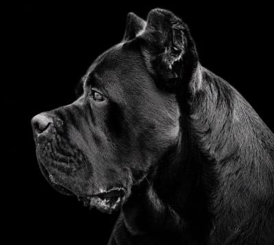 Étalon Cane Corso - Cezario vento e tempesta