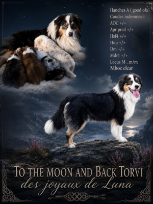 Étalon Berger Australien - To the moon and back torvi Des Joyaux De Luna