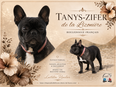 Étalon Bouledogue français - Tanys-zifer de La Lizonière