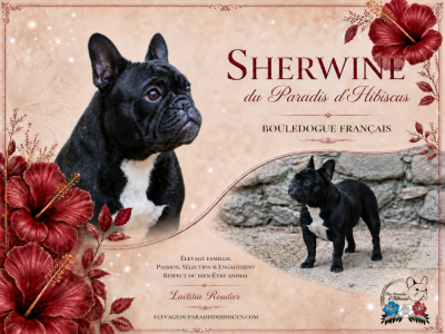 Étalon Bouledogue français - Sherwine Du Paradis D'Hibiscus