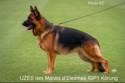 Étalon Berger Allemand - Uzes Des marais d'elesmes
