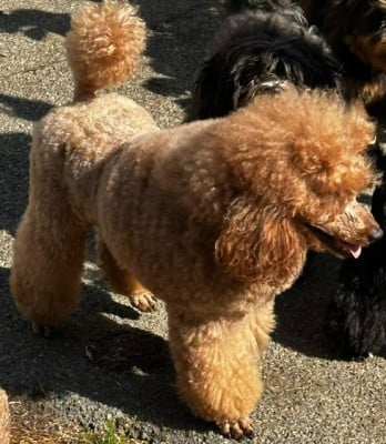 Étalon Caniche - S'tebann mysmac Du Domaine De La Vallée Heureuse