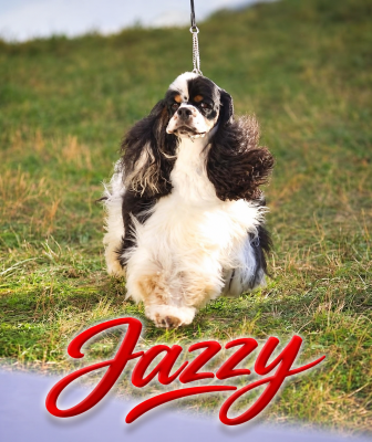 Étalon American Cocker Spaniel - CH. Meggie's Oh my love i dream on you