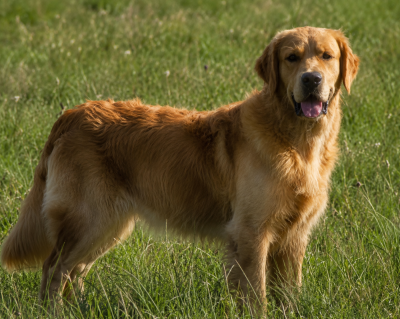 Étalon Golden Retriever - TR. Wonderland at double willow (Sans Affixe)