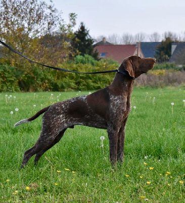 Étalon Braque allemand à poil court - CH. Xtreme du Clos de Reve d'Or
