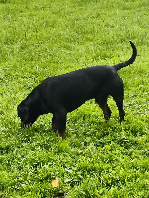 Étalon Chien courant slovaque - Tango De ladelazolle