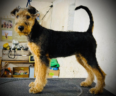Étalon Airedale Terrier - Wednesday Du Soleil Vert