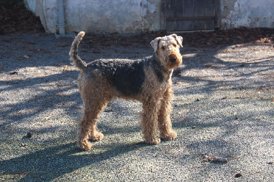 Étalon Airedale Terrier - Thales Du moulin d'Ayrton