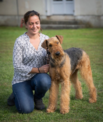 Étalon Airedale Terrier - jokyl Daily star aka napoléon
