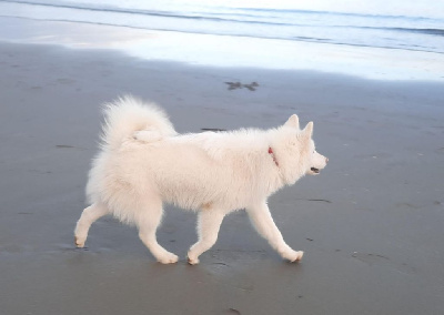 Étalon Alaskan Malamute - Tess of the Nordic Dream
