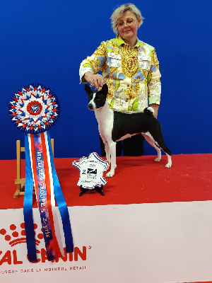 Étalon Basenji - CH. Kamaria bewitching grace