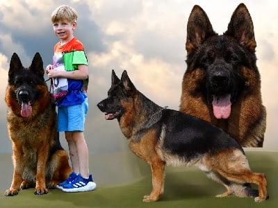 image de Umbro
