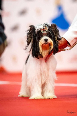 Étalon Biewer Terrier - CH. bella helvetica Diamante danzante