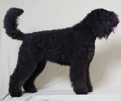 Étalon Bouvier des Flandres - Utopie Du Coeur Des Bergers