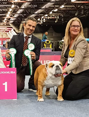 Étalon Bulldog Anglais - bagibeli Don quixote multi jch