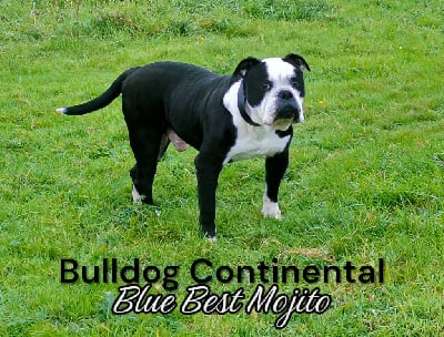 Étalon Bulldog continental - Blue Best Mojito