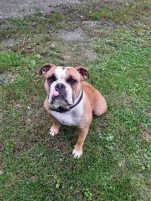 Étalon Bulldog continental - Tijuana Des sources sacrees