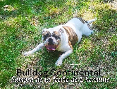 Étalon Bulldog continental - Sampsa de la Féerie de l'Hermine