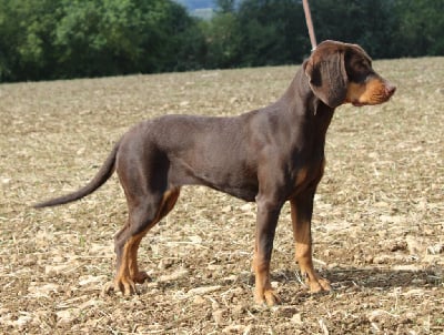 Étalon Chien Courant Polonais - Ula du clos de l'épte