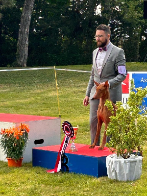 Étalon Chien du Pharaon - CH. chipangalis Anuket florinas diamond