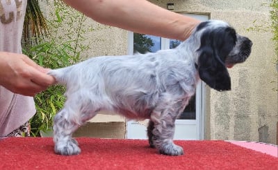 Étalon Cocker Spaniel Anglais - Valentina show me your style Des Merveilles D'orion