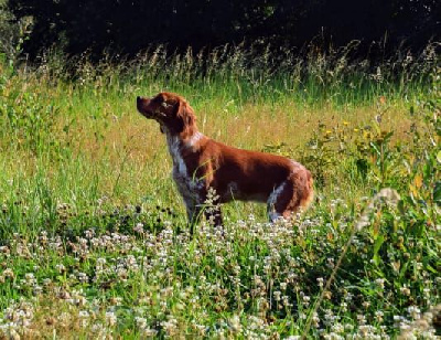 Étalon Epagneul Breton - TR. CH. U 2 de la plume picarde