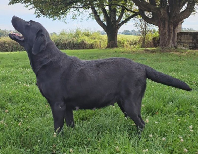 Étalon Labrador Retriever - Signorina du pré de l'égvonne