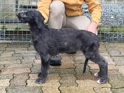 Étalon Levrier Ecossais - Antonius Vertragus Vaillante-impétueuse