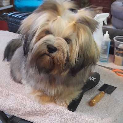 Étalon Lhassa Apso - Very Versace's Vertige-de-l'amour