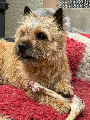 Étalon Norwich Terrier - nixline Buddy bear