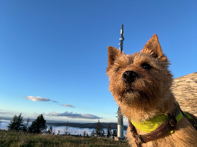 Étalon Norwich Terrier - Cienna De L'orée Des Montagnes